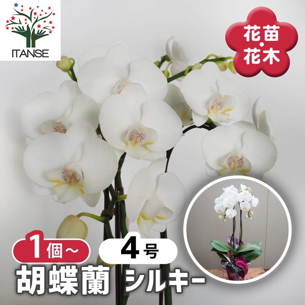 胡蝶蘭 シルキー 【花苗 4号／1個売り】｜ 【植物のITANSE】全品
