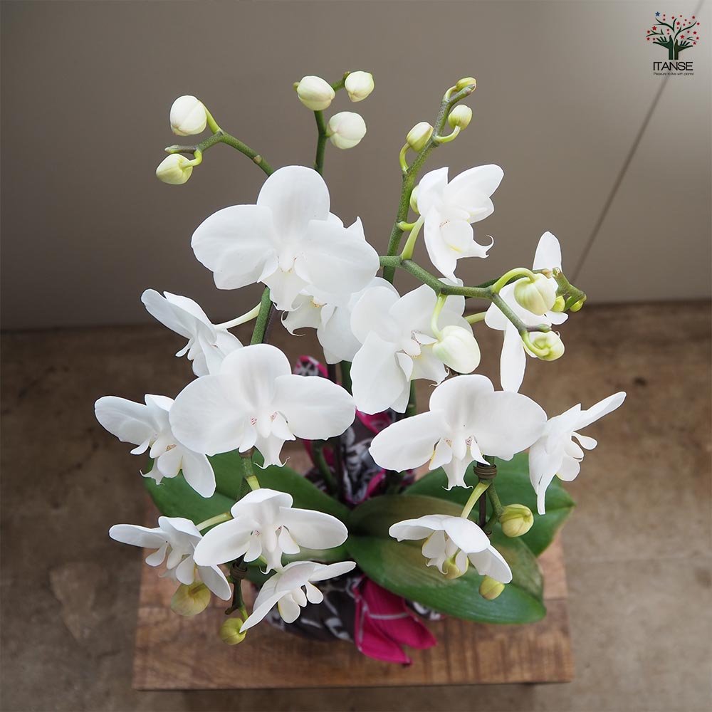 胡蝶蘭 シルキー 【花苗 4号／1個売り】｜ 【植物のITANSE】全品