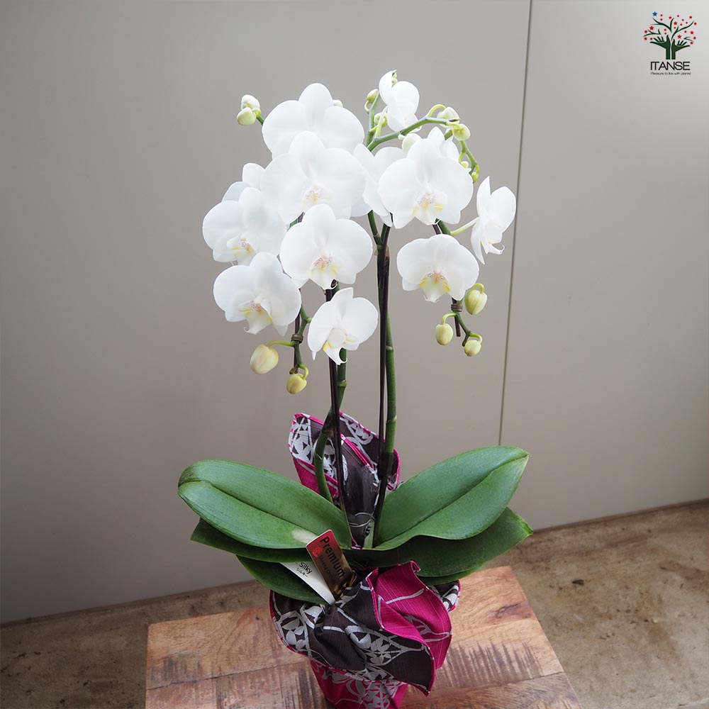 胡蝶蘭 シルキー 【花苗 4号／1個売り】｜ 【植物のITANSE