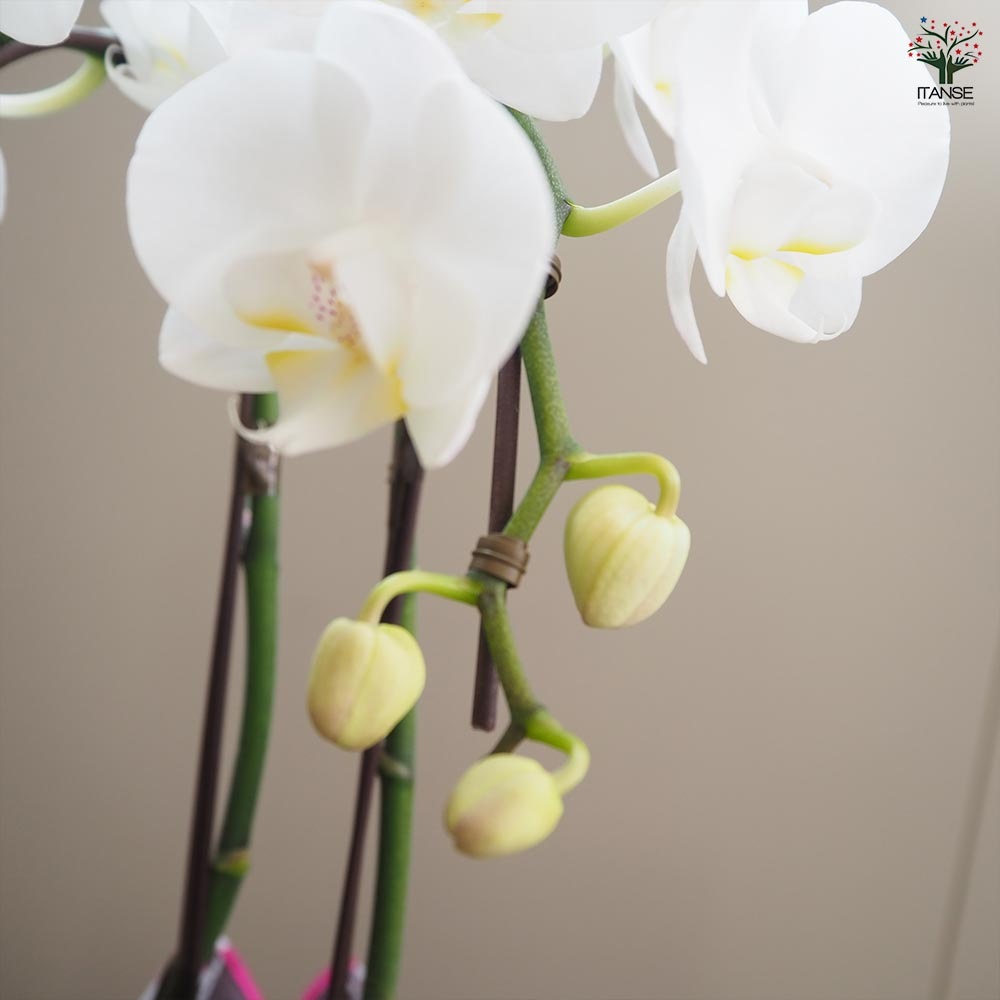 胡蝶蘭 シルキー 【花苗 4号／1個売り】｜ 【植物のITANSE】全品