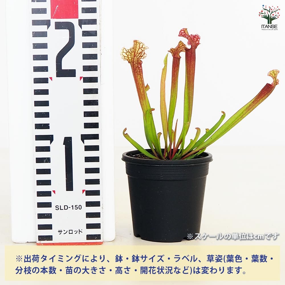 食虫植物 サラセニア ジュディスヒンドル 【観葉植物 3号/1個売り】
