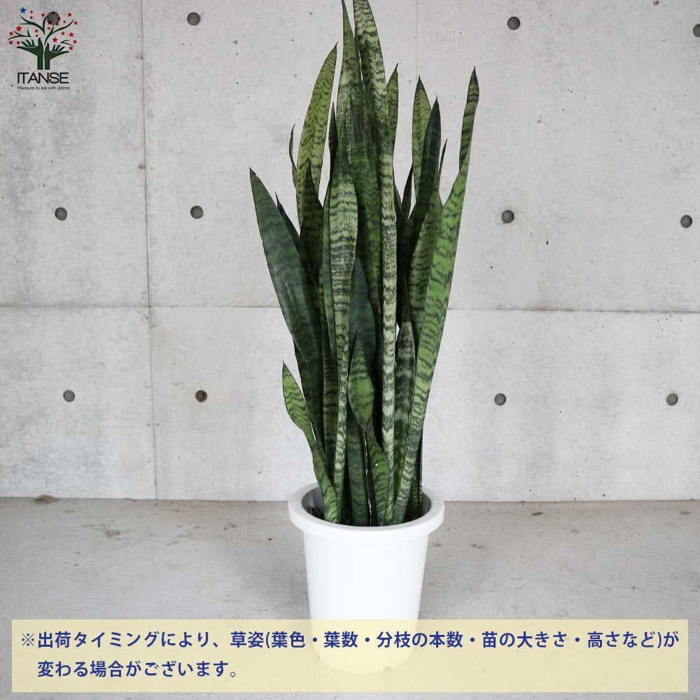 サンスベリア・ゼラニカ 【観葉植物 大型8号鉢・リビングや