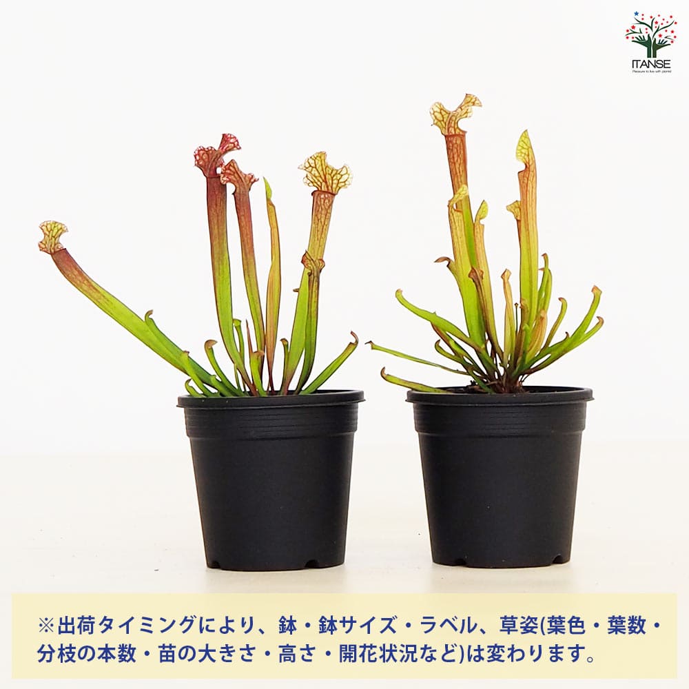 サラセニア 食虫植物 食虫植物 サラセニア ジュディスヒンドル 【観葉植物 3号／1個売り