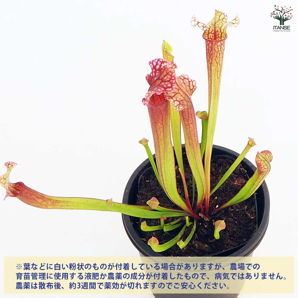食虫植物 サラセニア ジュディスヒンドル 【観葉植物 3号／1個売り