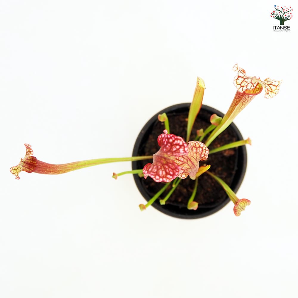 食虫植物 サラセニア ジュディスヒンドル 【観葉植物 3号/1個売り】