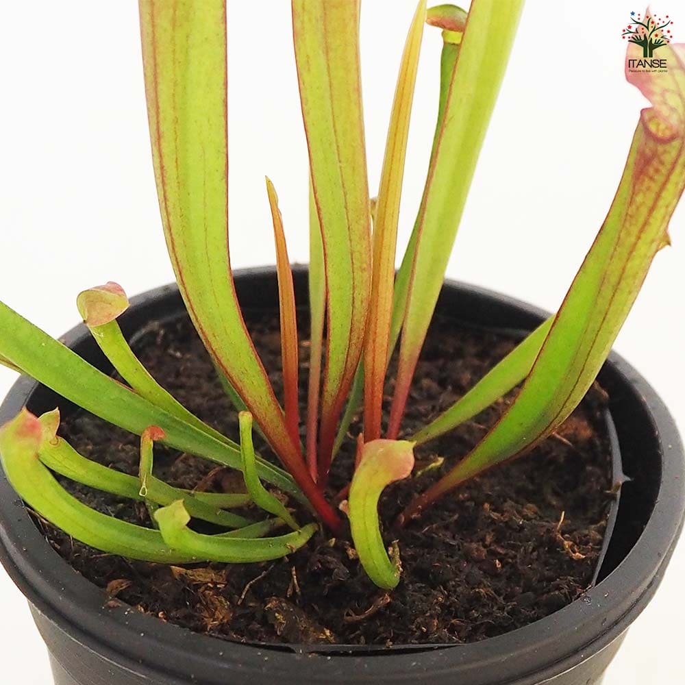 食虫植物 サラセニア ジュディスヒンドル 【観葉植物 3号/1個 食虫植物 サラセニア ジュディスヒンドル 【観葉植物 3号/1個