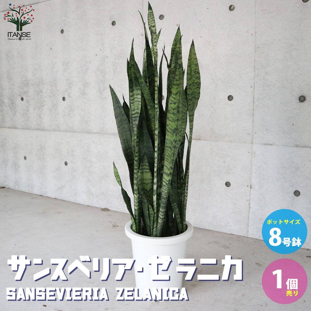 ※売約済※ サンスベリア　ゼラニカ　1【現品】観葉植物　室内　大型 ITANSE サンスベリア・ゼラニカ 観葉植物 大型8号鉢・リビングや