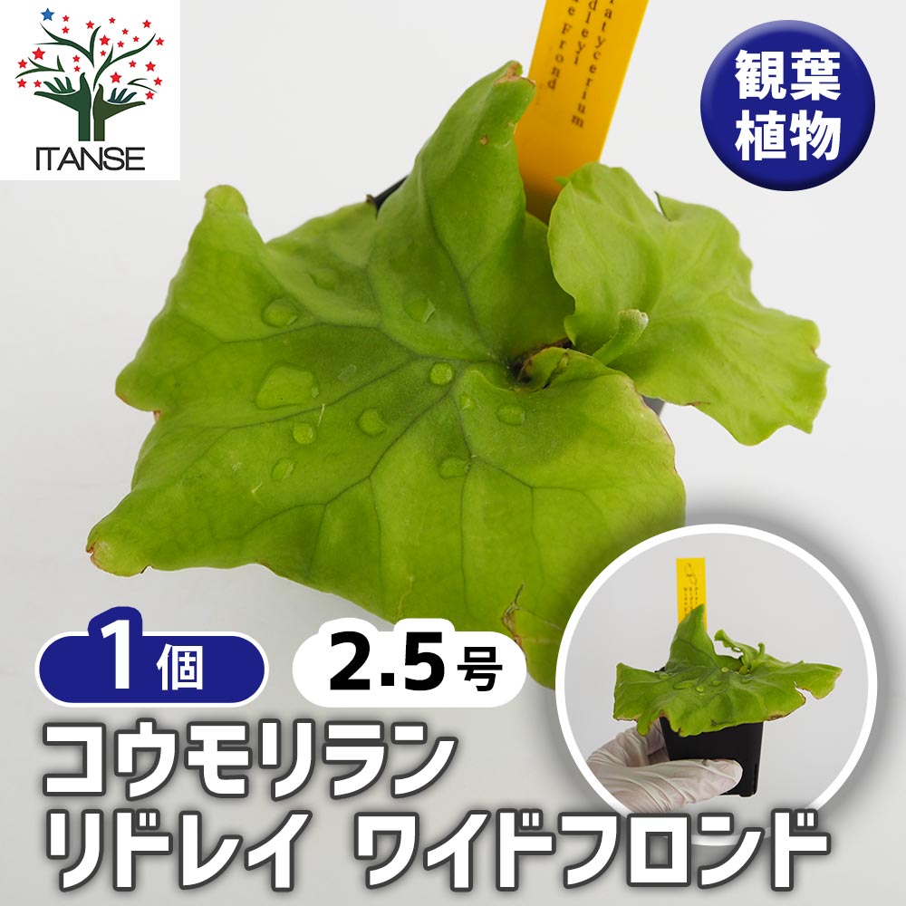 コウモリラン リドレイ ワイドフロンド 【観葉植物 2.5号／1個売り
