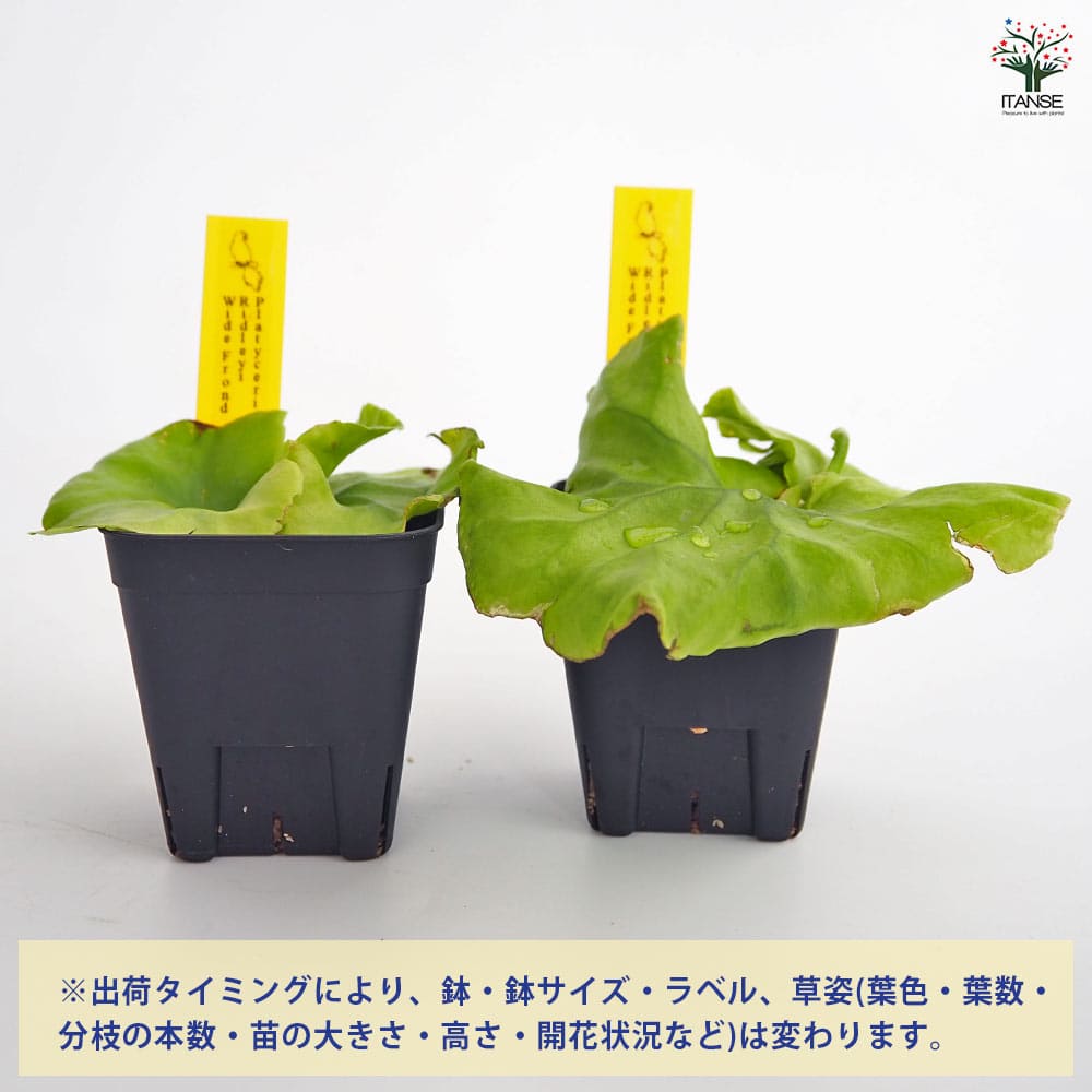 ビカクシダ　リドレイ　ワイド ビカクシダ リドレイ 'ワイドフォーム' (TC) 3寸 (コウモリラン 観葉