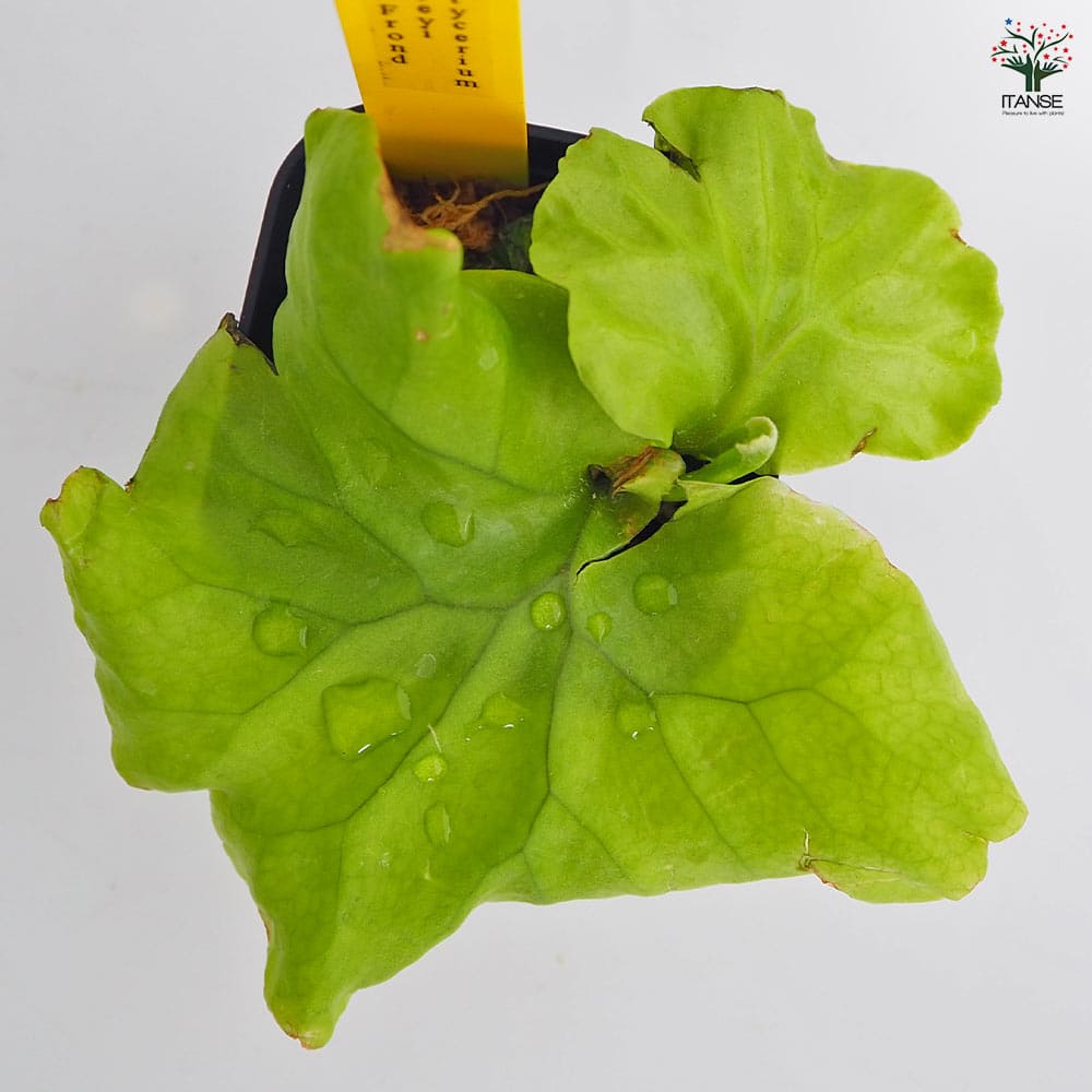 コウモリラン リドレイ ワイドフロンド 【観葉植物 2.5号／1個売り】