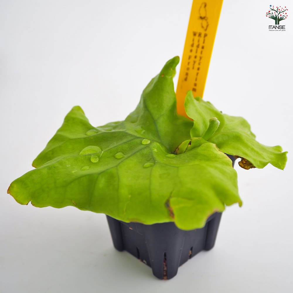 コウモリラン リドレイ ワイドフロンド 【観葉植物 2.5号／1個売り】