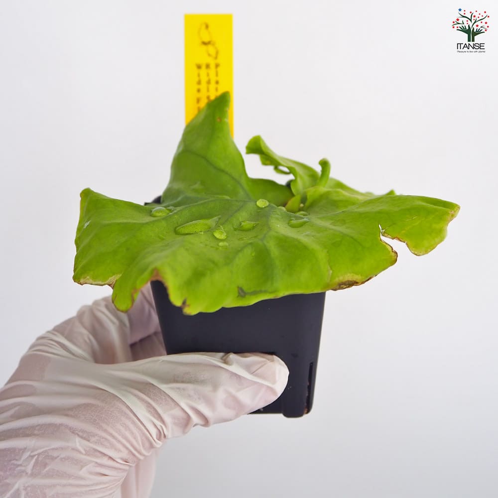 コウモリラン リドレイ ワイドフロンド 【観葉植物 2.5号／1個売り】