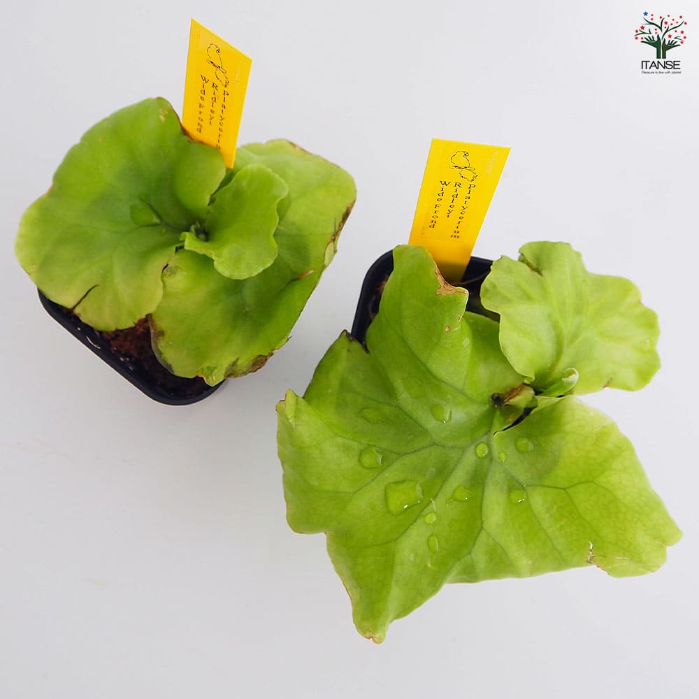 コウモリラン リドレイ ワイドフロンド 【観葉植物 2.5号／1個売り】