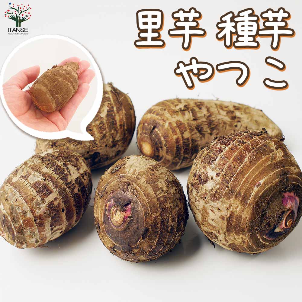サトイモの種芋 やつこ 【野菜種芋 】｜ 【植物のITANSE】全品