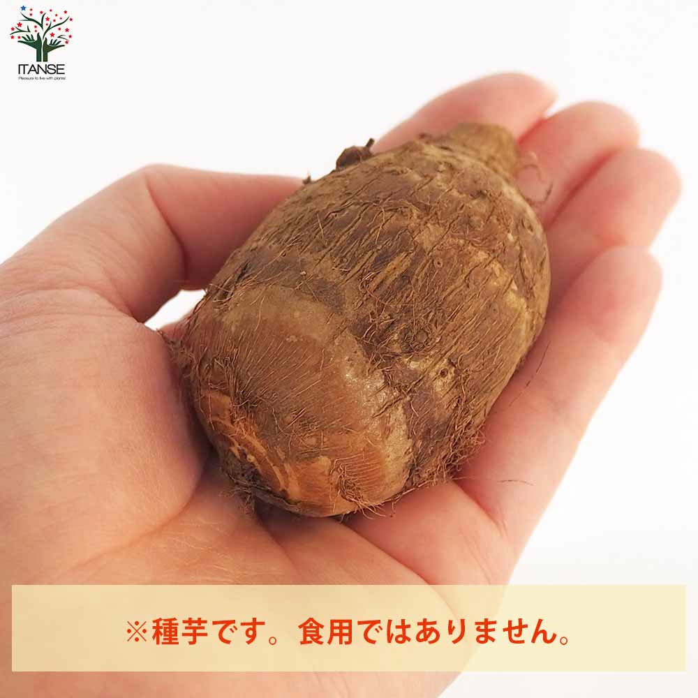 サトイモの種芋 やつこ 【野菜種芋 】｜ 【植物のITANSE】全品