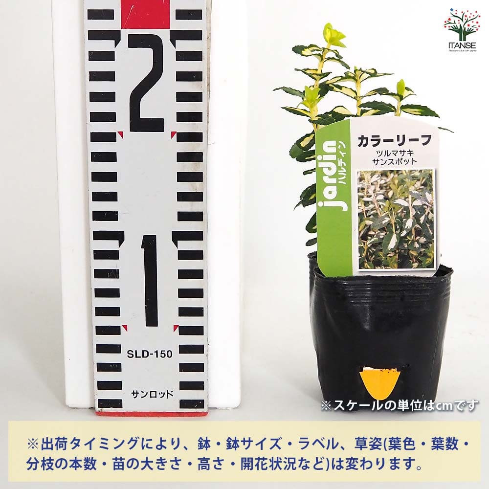 ツルマサさん　5個 アツコマタノ フェイスタオル(（フェイスタオル）34×75cm イエロー