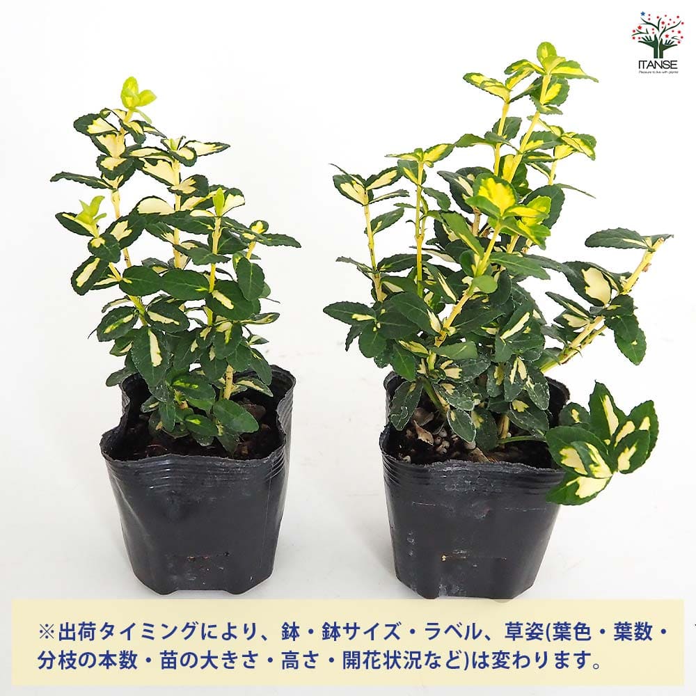 ツルマサキ サンスポット 【花木苗 3号】｜ 【植物のITANSE