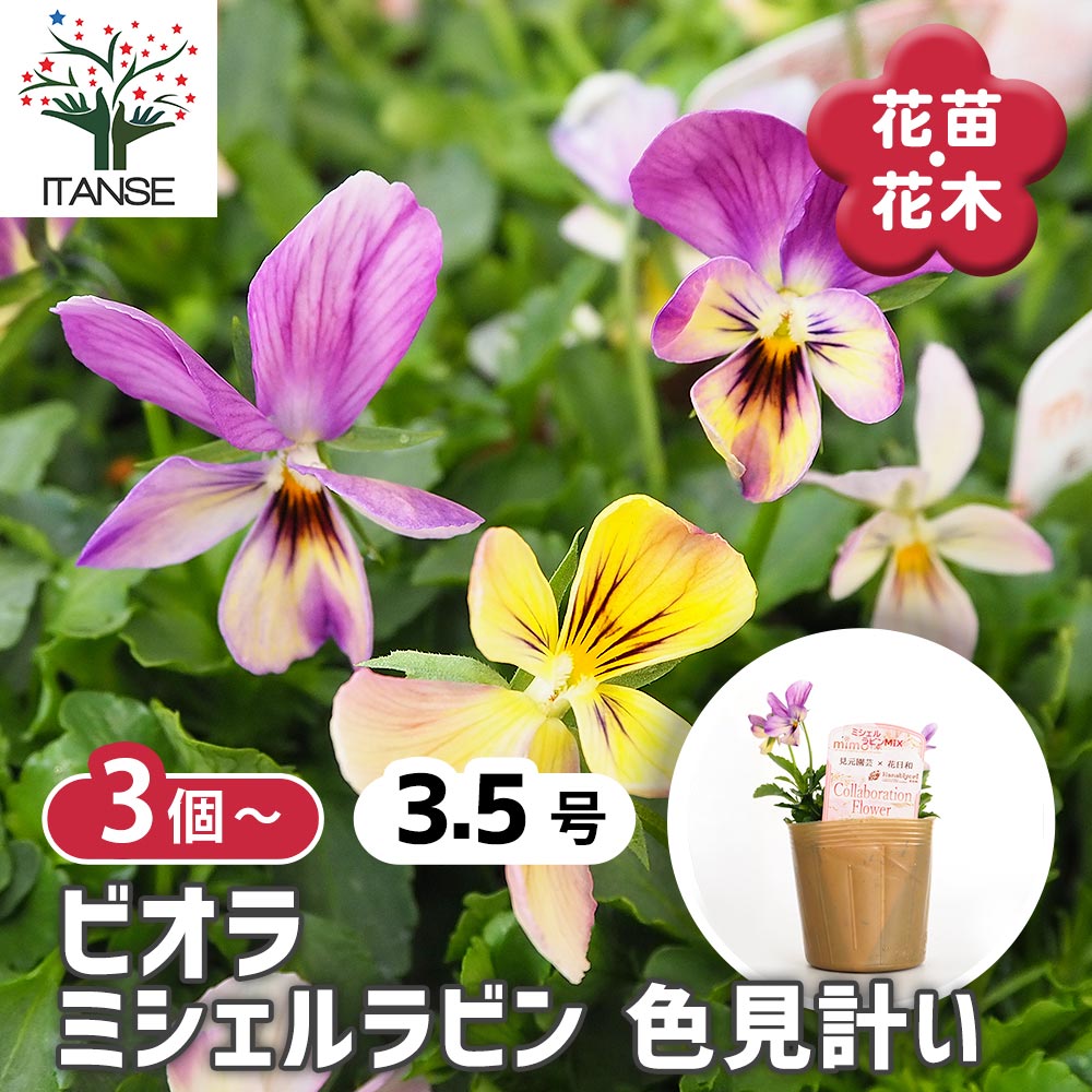 ビオラ ミシェルラビン色見計い3個～ 【花苗 3.5号】｜ 【植物の