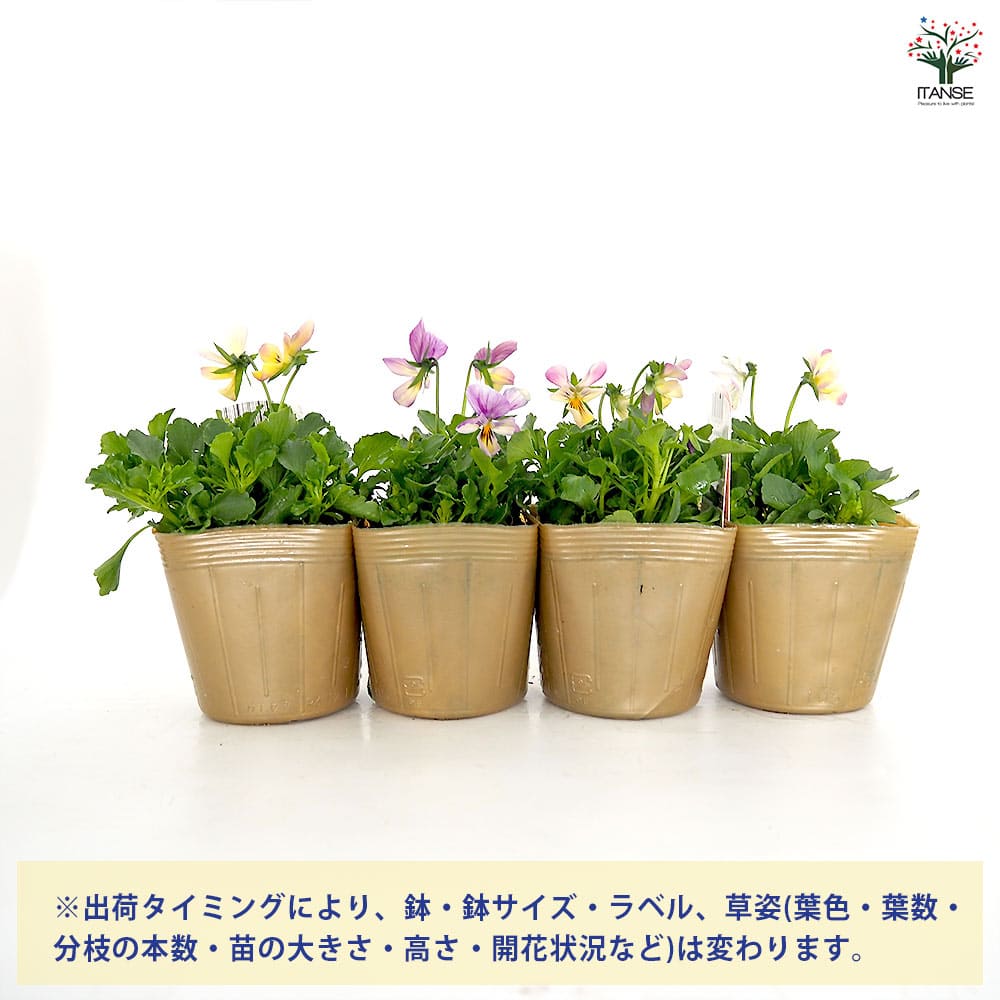 ビオラ ミシェルラビン色見計い3個～ 【花苗 3.5号】