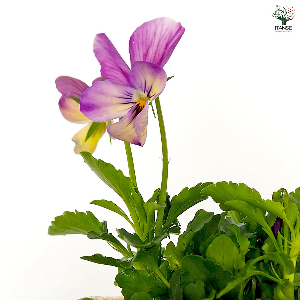 ビオラ ミシェルラビン色見計い3個～ 【花苗 3.5号】｜ 【植物の