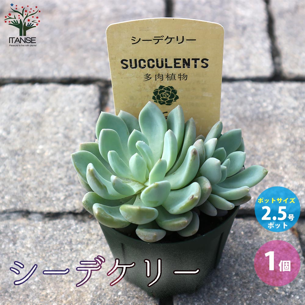多肉植物 大きめ 緑と青の鉢*2 多肉植物ポット二層多肉