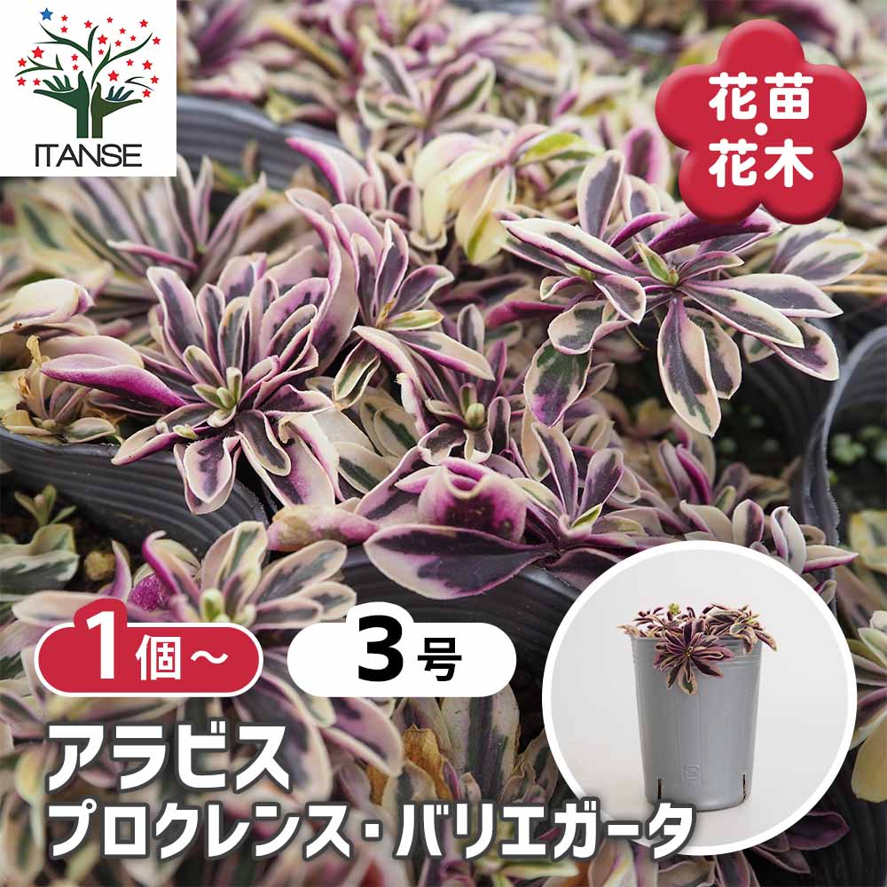 アラビス プロクレンス バリエガータ 【花苗 3号】｜ 【植物の