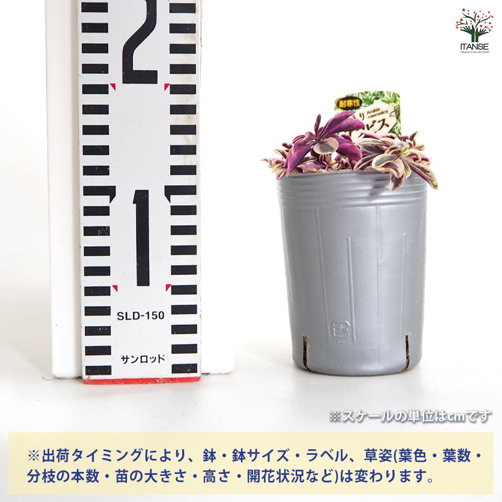 アラビス プロクレンス バリエガータ 【花苗 3号】