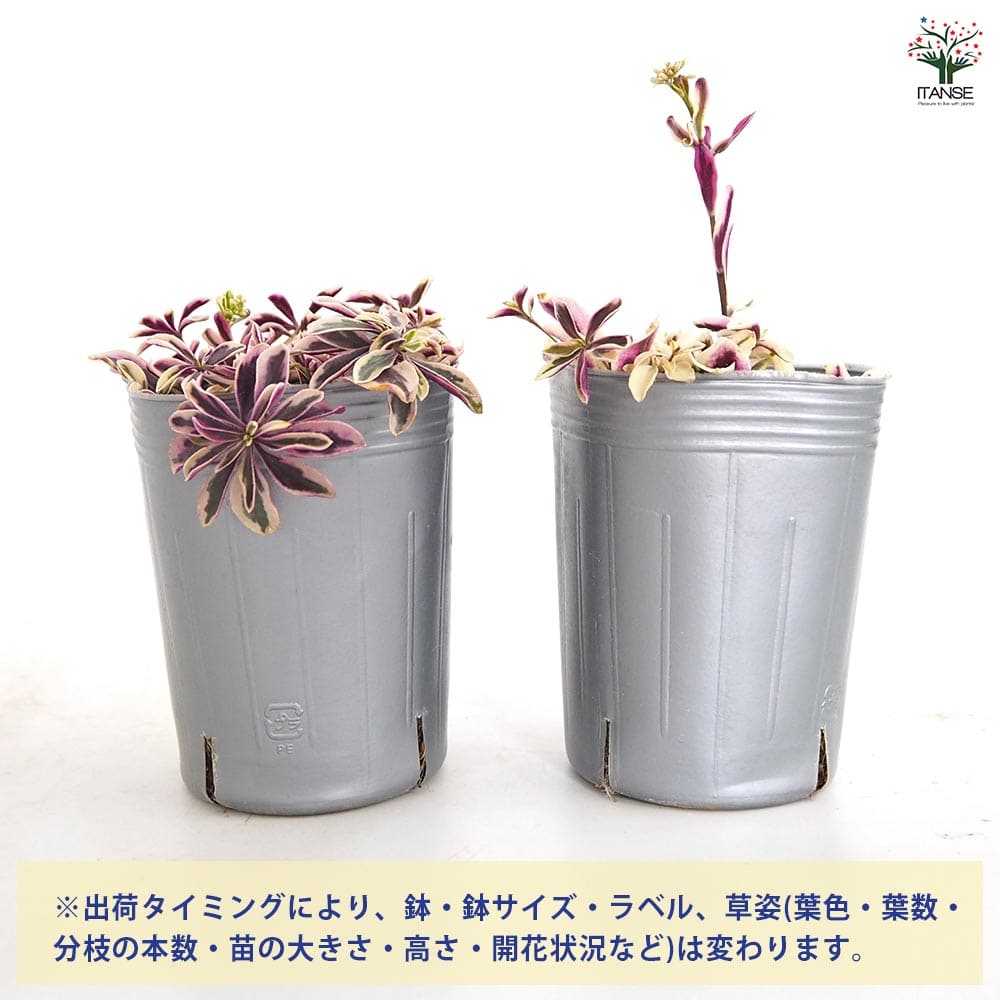 アラビス プロクレンス バリエガータ 【花苗 3号】｜ 【植物の