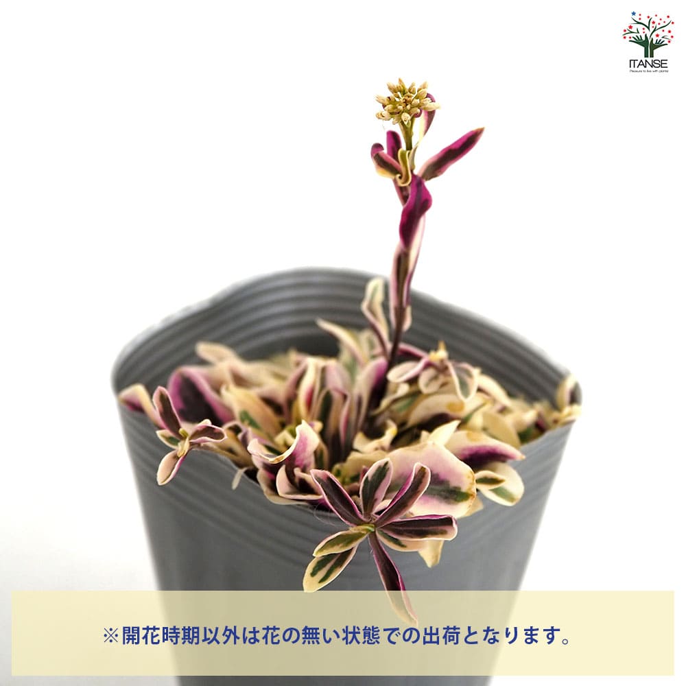 アラビス プロクレンス バリエガータ 【花苗 3号】