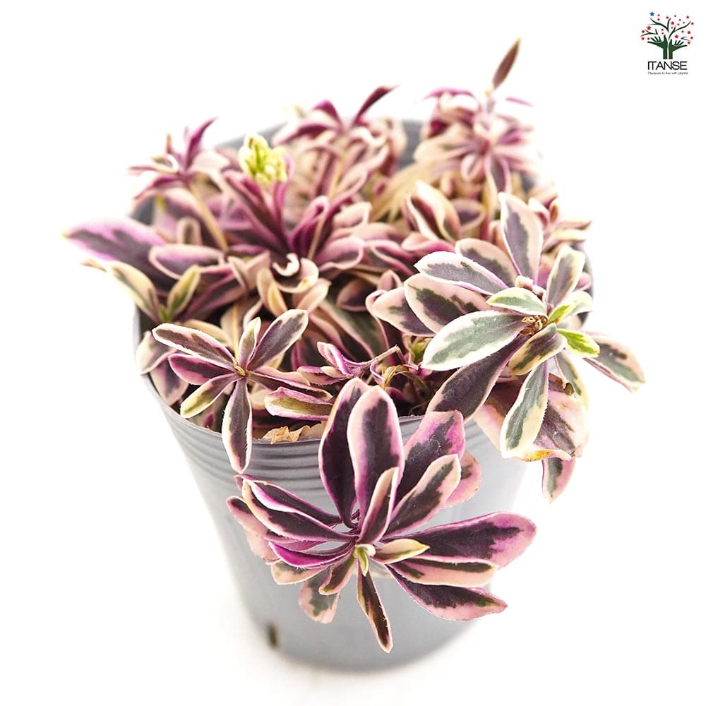 アラビス プロクレンス バリエガータ 【花苗 3号】