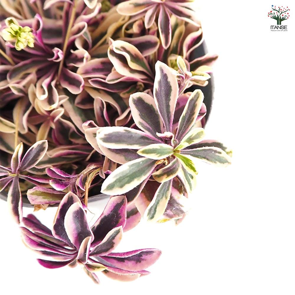 アラビス プロクレンス バリエガータ 【花苗 3号】