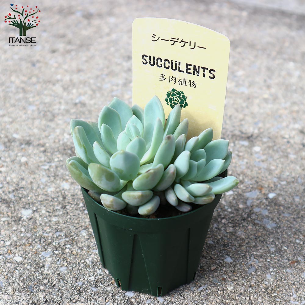シーデケリー 【多肉植物 2.5号鉢／1個売り】｜ 【植物のITANSE