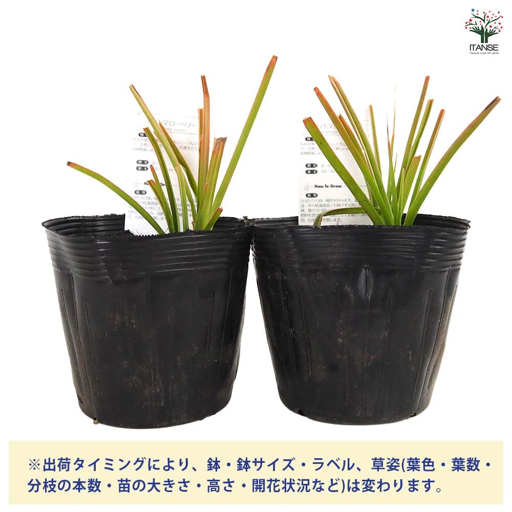 クニフォフィア(トリトマ) ローペリー 【花苗 4号／1個売り】｜ 【植物