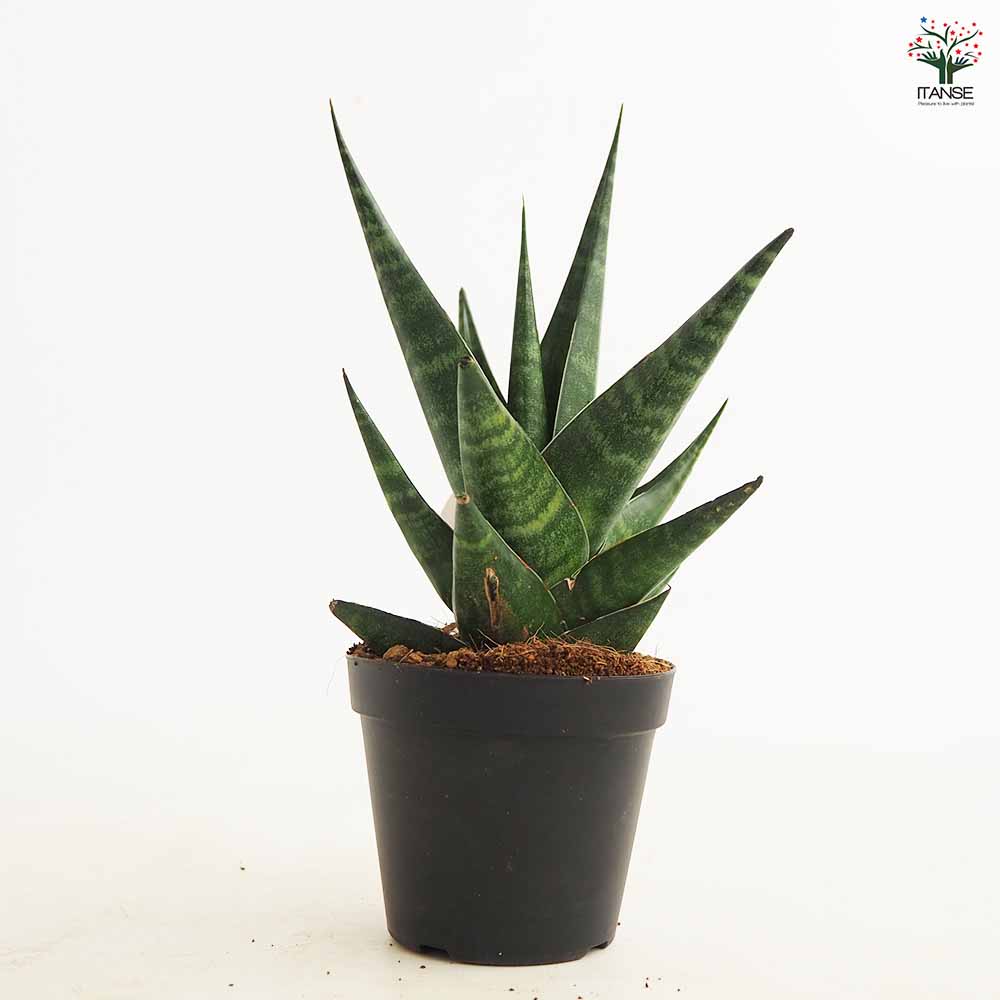 サンスベリア インド ツー 【観葉植物 3号／1個売り】｜ 【植物の
