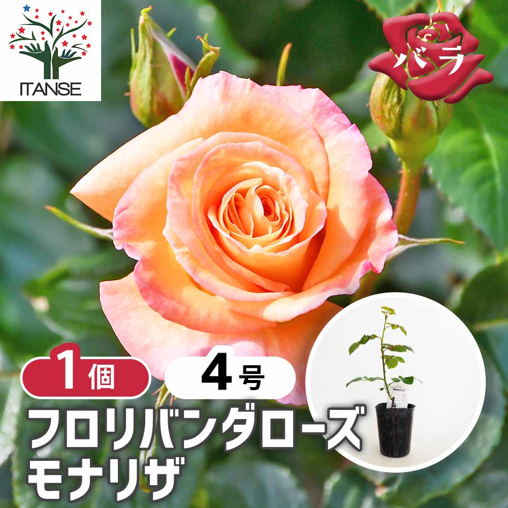 薔薇 モナリザ 接木 【花木苗 4号／1個売り】｜ 【植物のITANSE