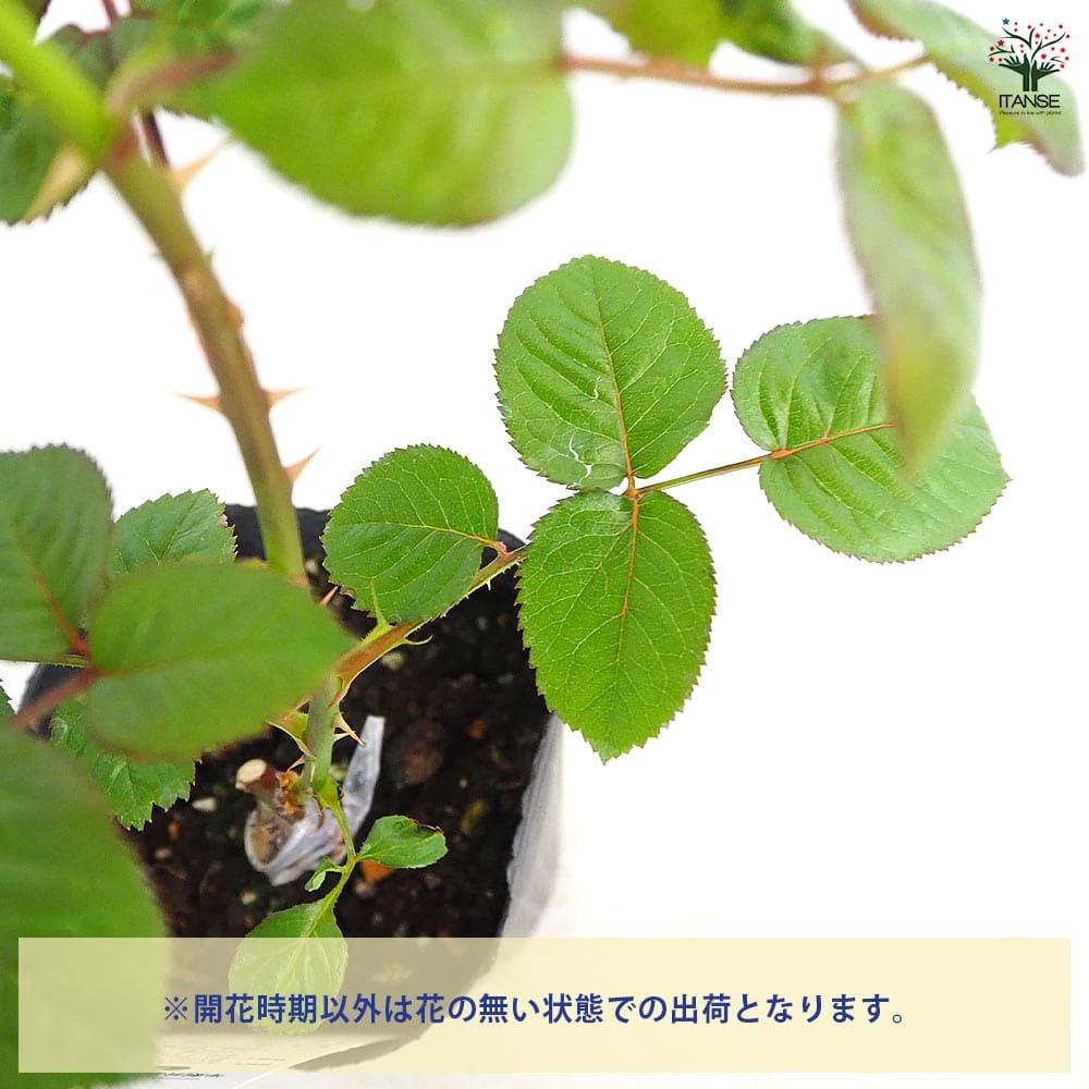 薔薇 モナリザ 接木 【花木苗 4号／1個売り】｜ 【植物のITANSE