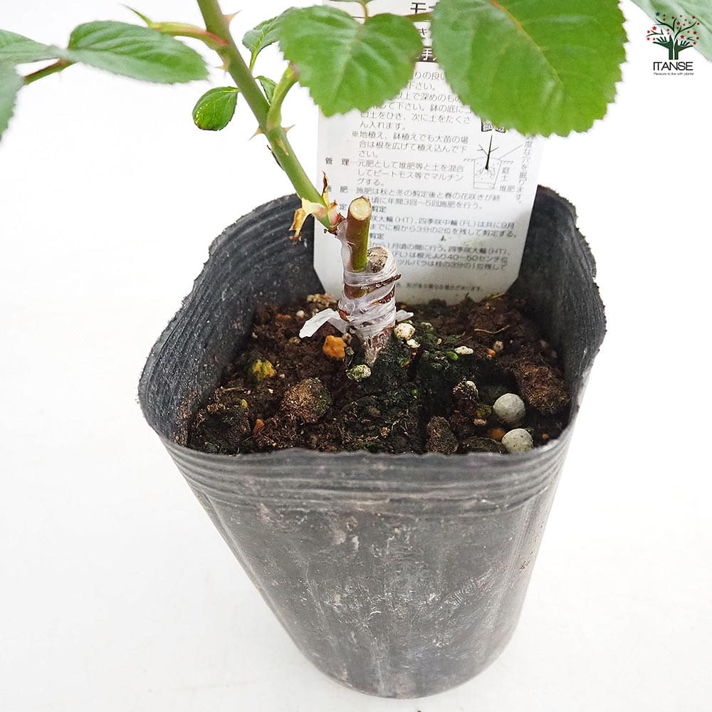 薔薇 モナリザ 接木 【花木苗 4号／1個売り】｜ 【植物のITANSE