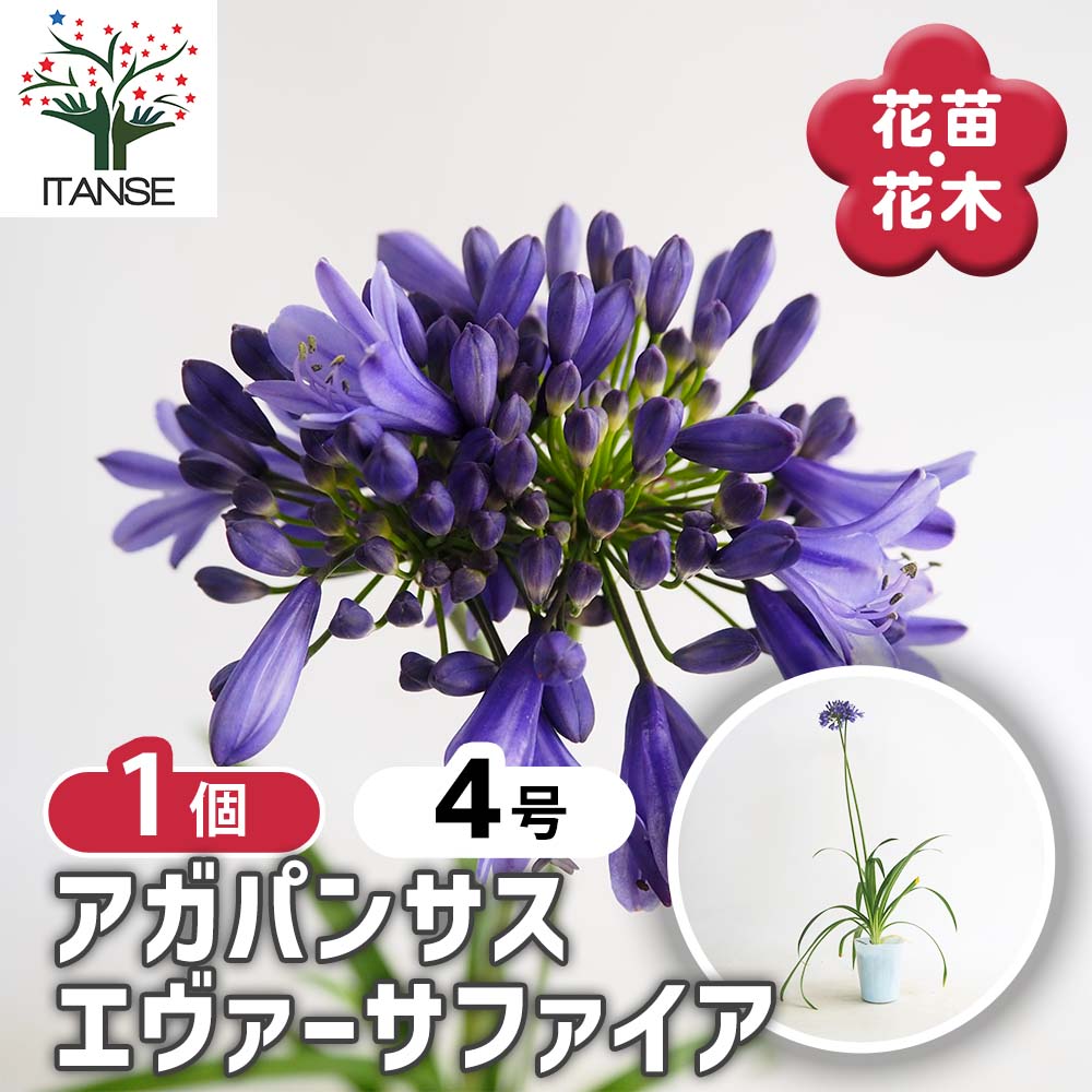 アガパンサス エヴァーサファイア 【花苗 4号/1個売り】