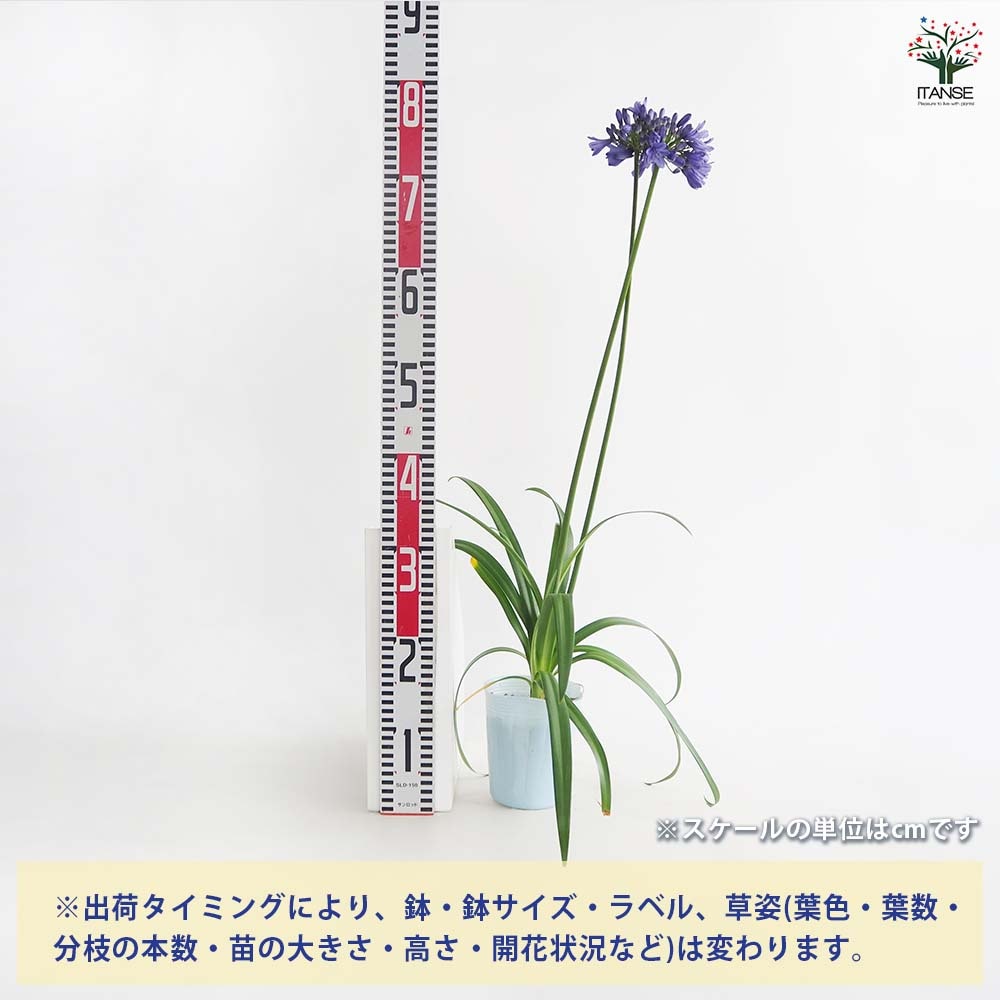 アガパンサス エヴァーサファイア 【花苗 4号/1個売り】