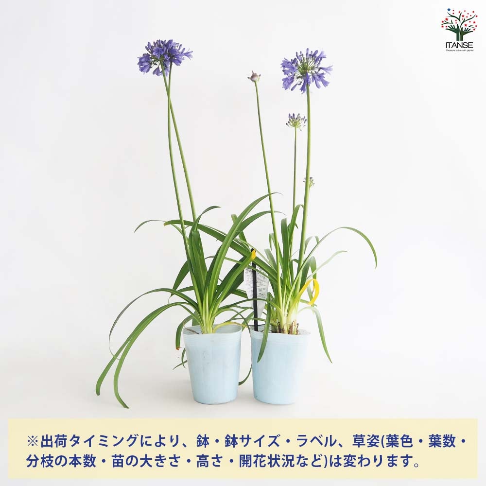 アガパンサス エヴァーサファイア 【花苗 4号/1個売り】