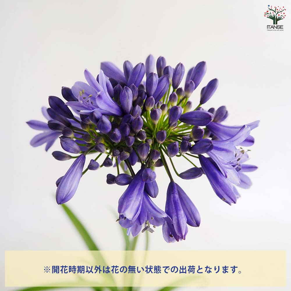 アガパンサス エヴァーサファイア 【花苗 4号/1個売り】