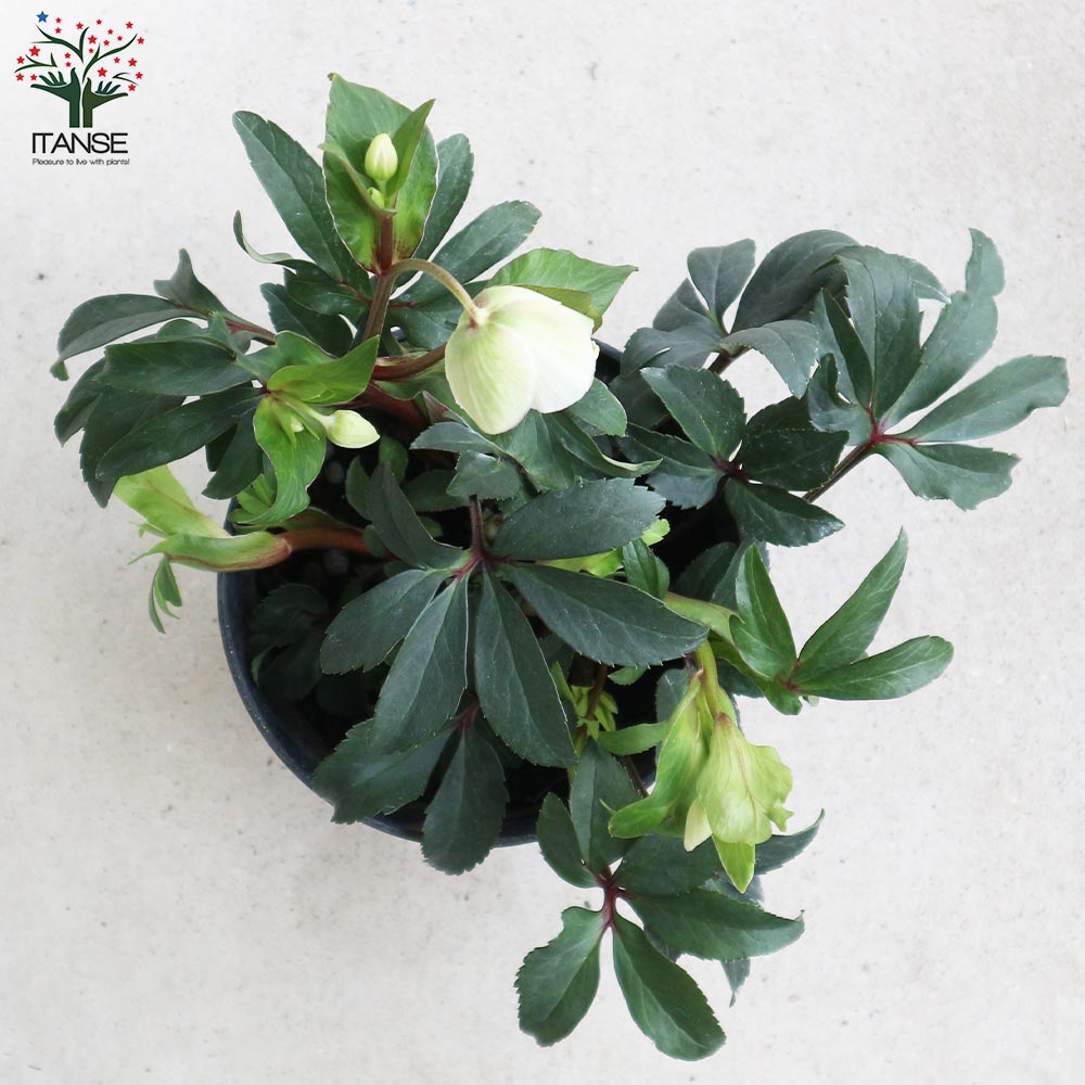 クリスマスローズ ウィンターベル【花苗 5号鉢／1個売り】