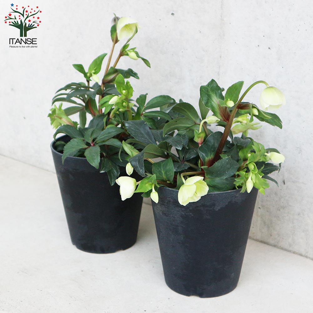 クリスマスローズ ウィンターベル【花苗 5号鉢／1個売り】