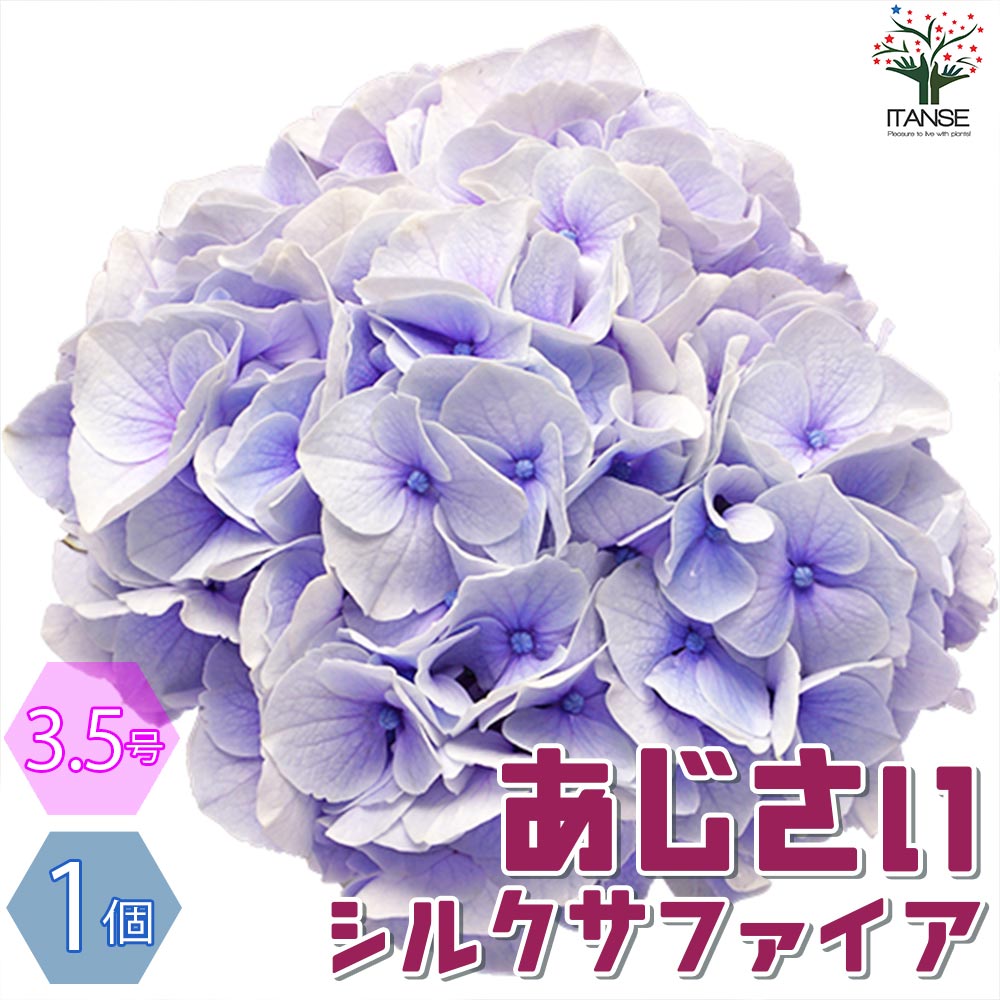 k*u様 アジサイ　8寸 シルクサファイア　紫陽花 k*u様 アジサイ 8寸 シルクサファイア 紫陽花 k*u様 アジサイ 8