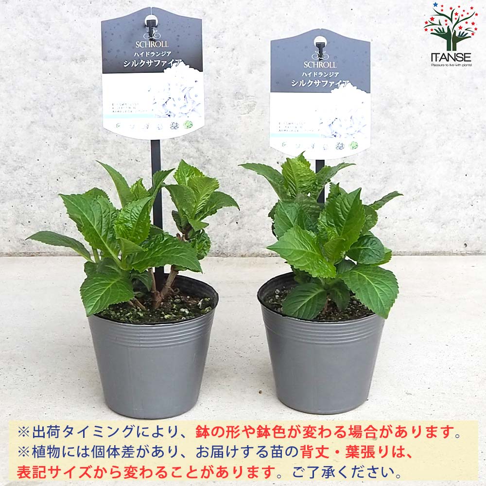 アジサイ シルクサファイア【花苗 3.5号ポット／1個売り】｜ 【植物の