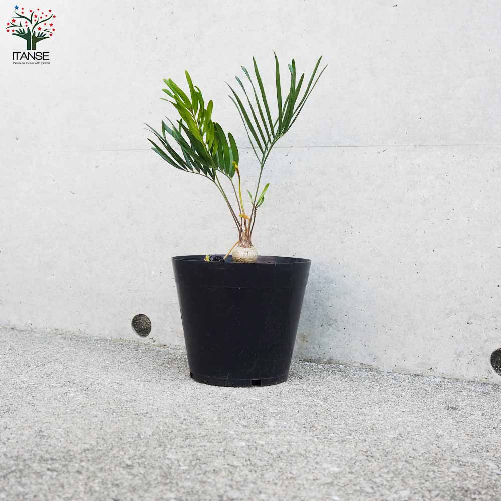 ザミア フロリダ(フロリダーナ)【観葉植物 5号鉢／1個売り】｜ 【植物