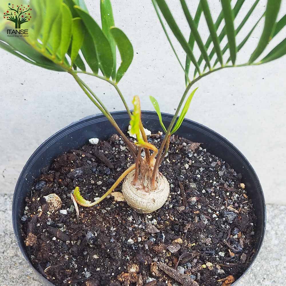 ザミア フロリダ(フロリダーナ)【観葉植物 5号鉢／1個売り】｜ 【植物