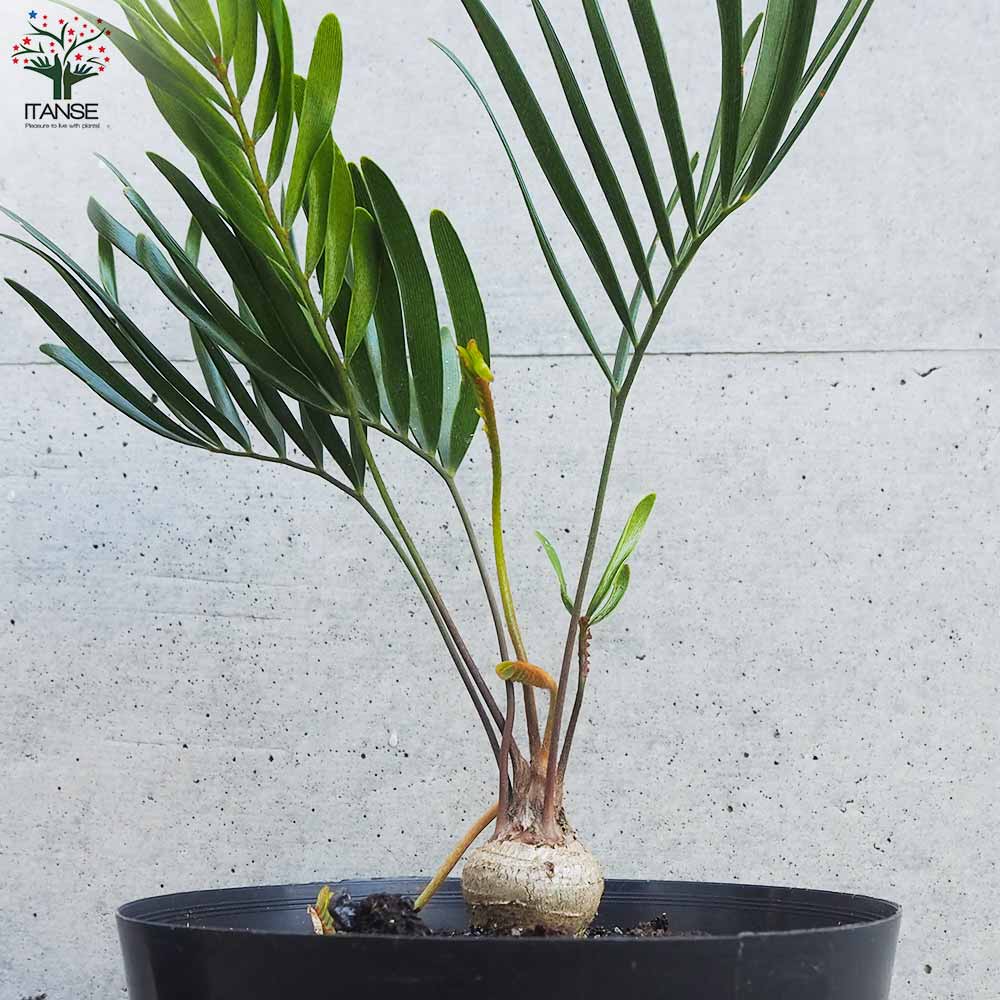 ザミア フロリダ(フロリダーナ)【観葉植物 5号鉢／1個売り】｜ 【植物