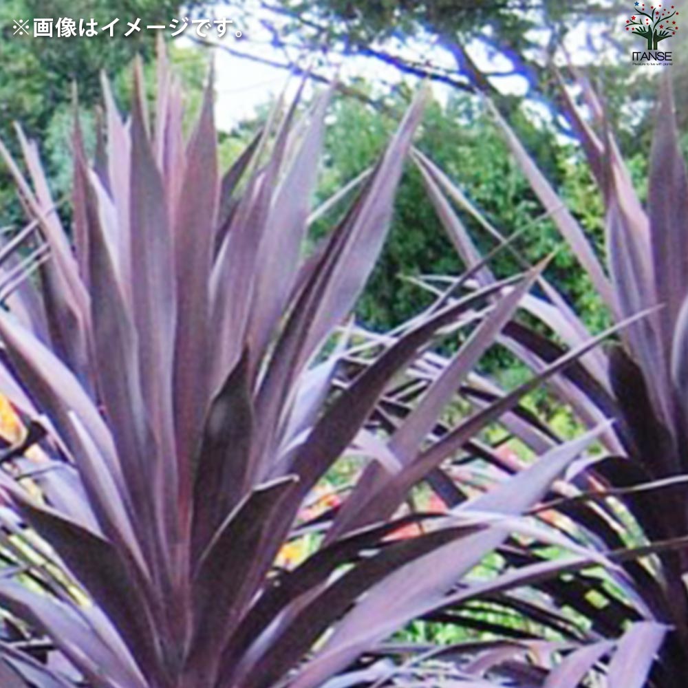 コルディリネ ブラックナイト【花苗 大苗7号鉢／1個売り】｜ 【植物の