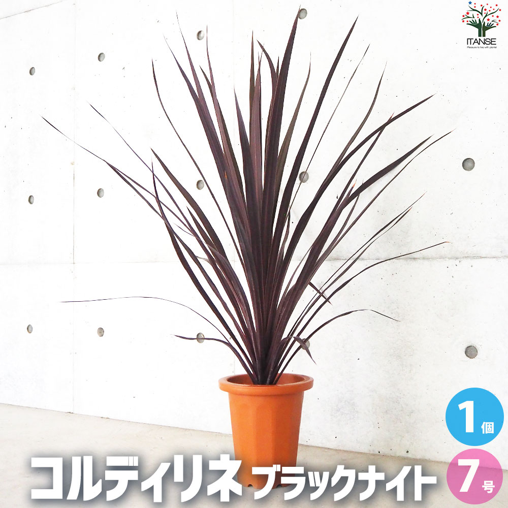 コルディリネ ブラックナイト【花苗 大苗7号鉢／1個売り】｜ 【植物の
